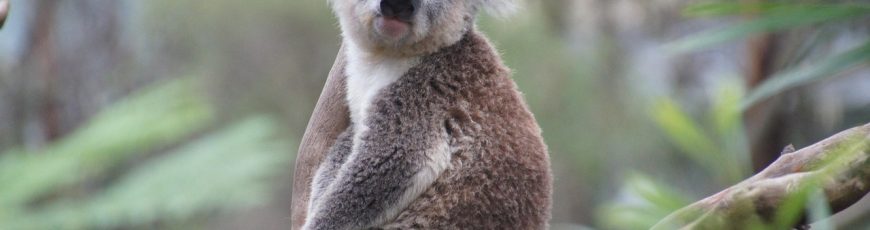 Olas de calor cambian hábitos de los koalas en Australia