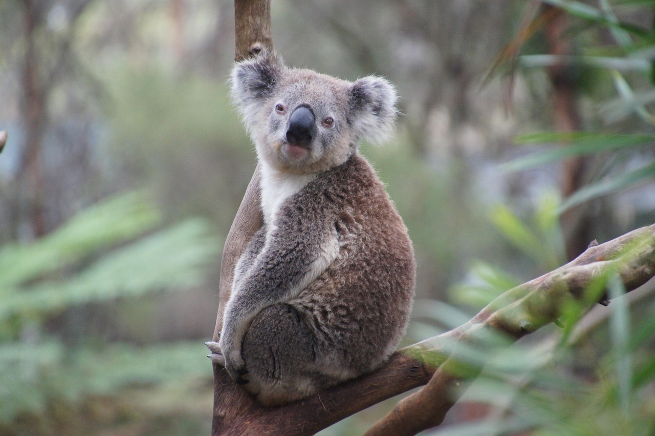 Olas de calor cambian hábitos de los koalas en Australia