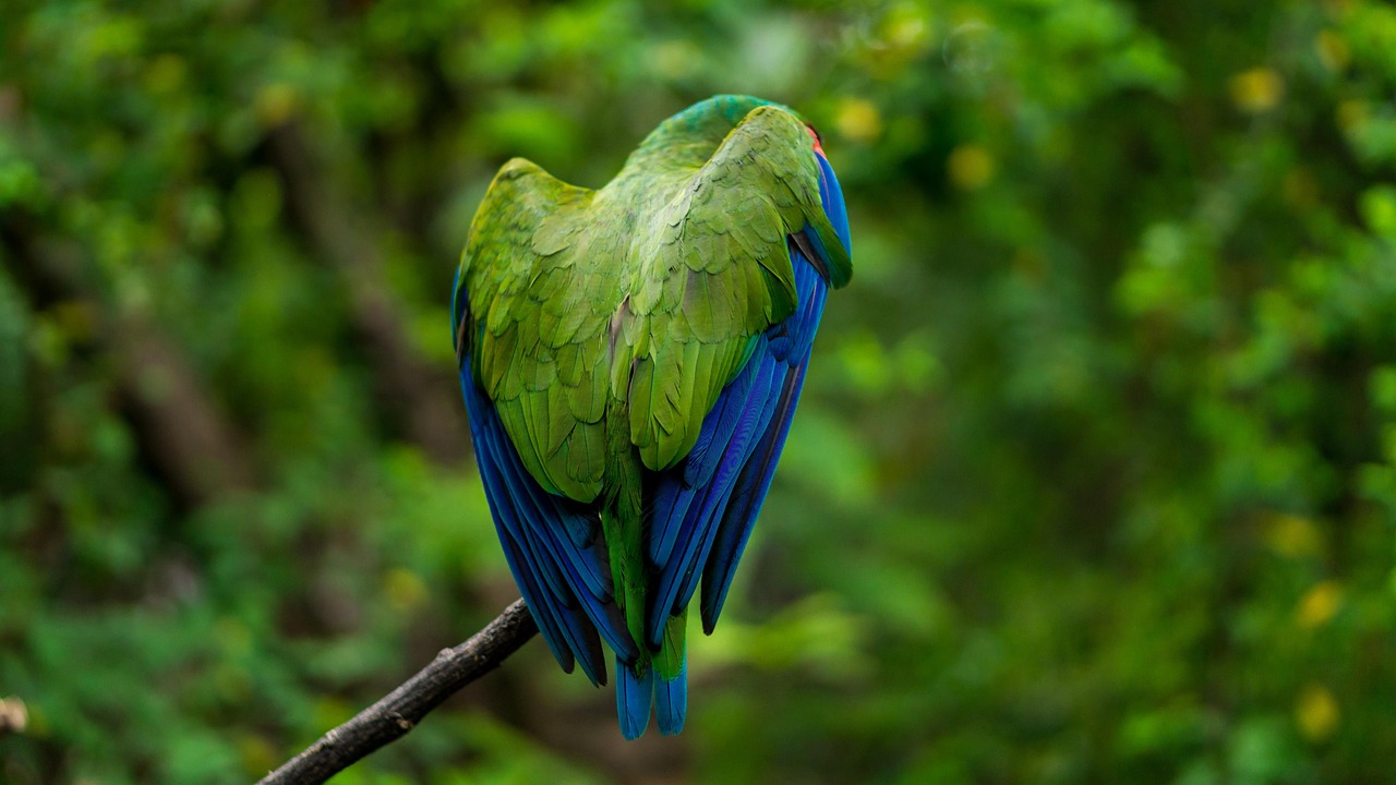 Macaw Mountain, parque dedicado a la conservación de las guacamayas
