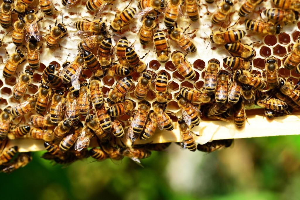 https___pixabay.com_es_photos_abejas-de-miel-insectos-colmena-401238_.jpg