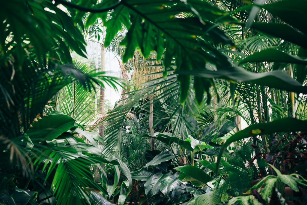 https___unsplash.com_es_fotos_area-cubierta-de-plantas-de-hojas-verdes-qLW70Aoo8BE.jpg