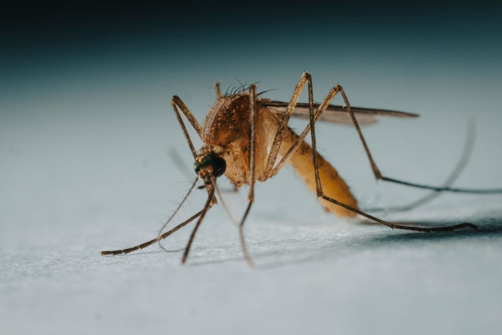 https___unsplash.com_es_fotos_un-primer-plano-de-un-mosquito-sobre-una-superficie-blanca-iTDCtgM9KwU.jpg