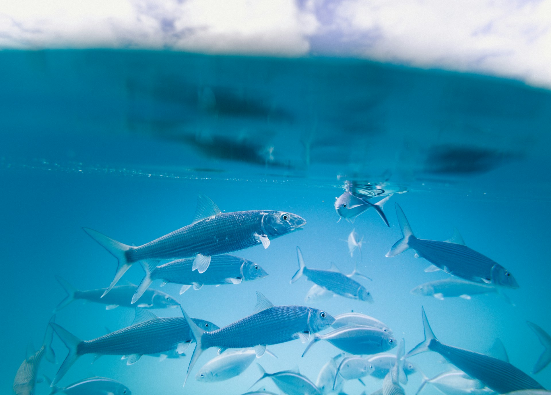 ¿Qué significa pesca sostenible?