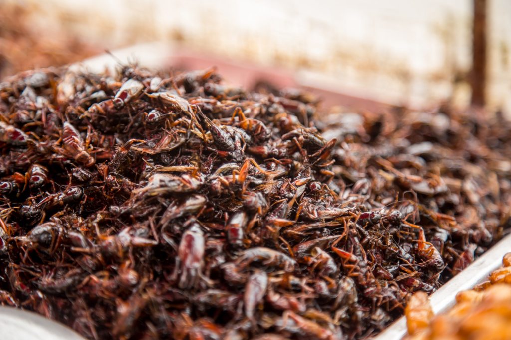 https___www.magnific.com_free-photo_thai-traditional-street-food-grasshoppers-larvae-market-counter-concept-traditional-exotic-food_10108427.htm#fromView=search&page=1&positio.jpg