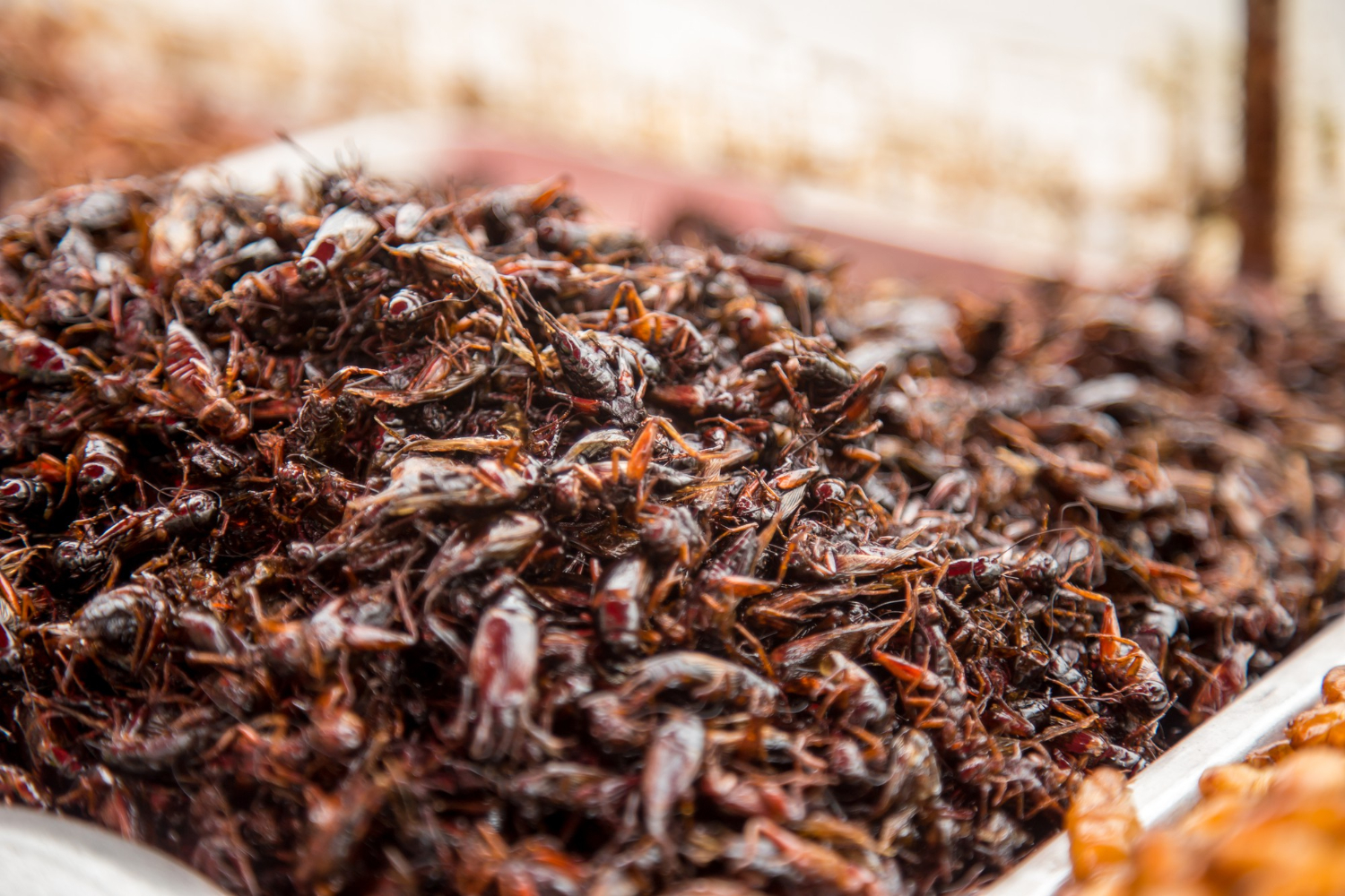 Insectos: una alternativa nutritiva para la alimentación