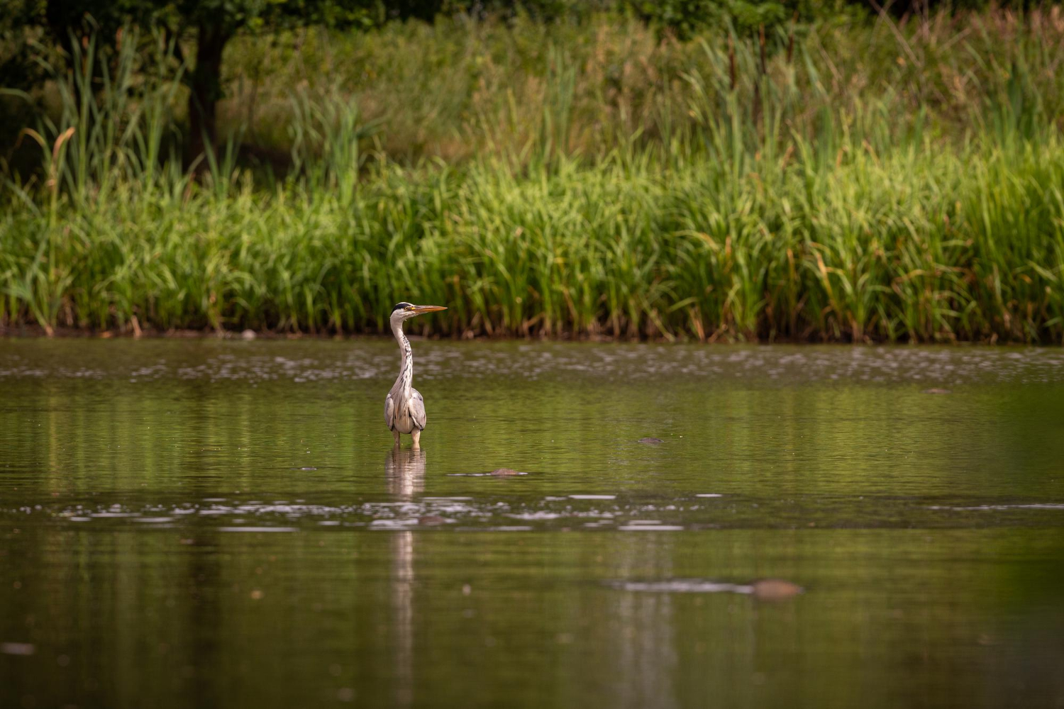 Laguna de Términos: biodiversidad en riesgo