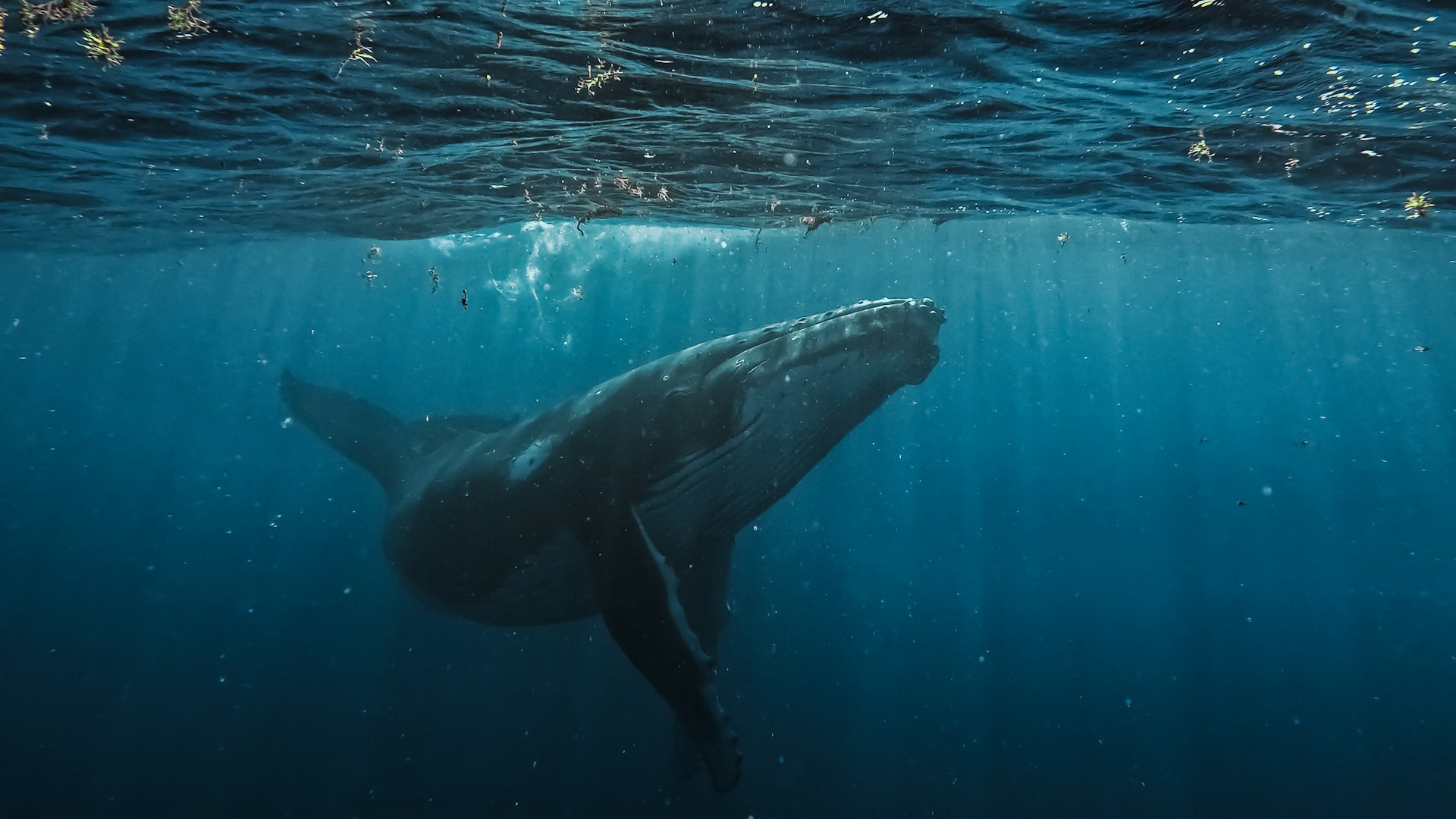 Comunidades aprenden a rescatar megafauna marina