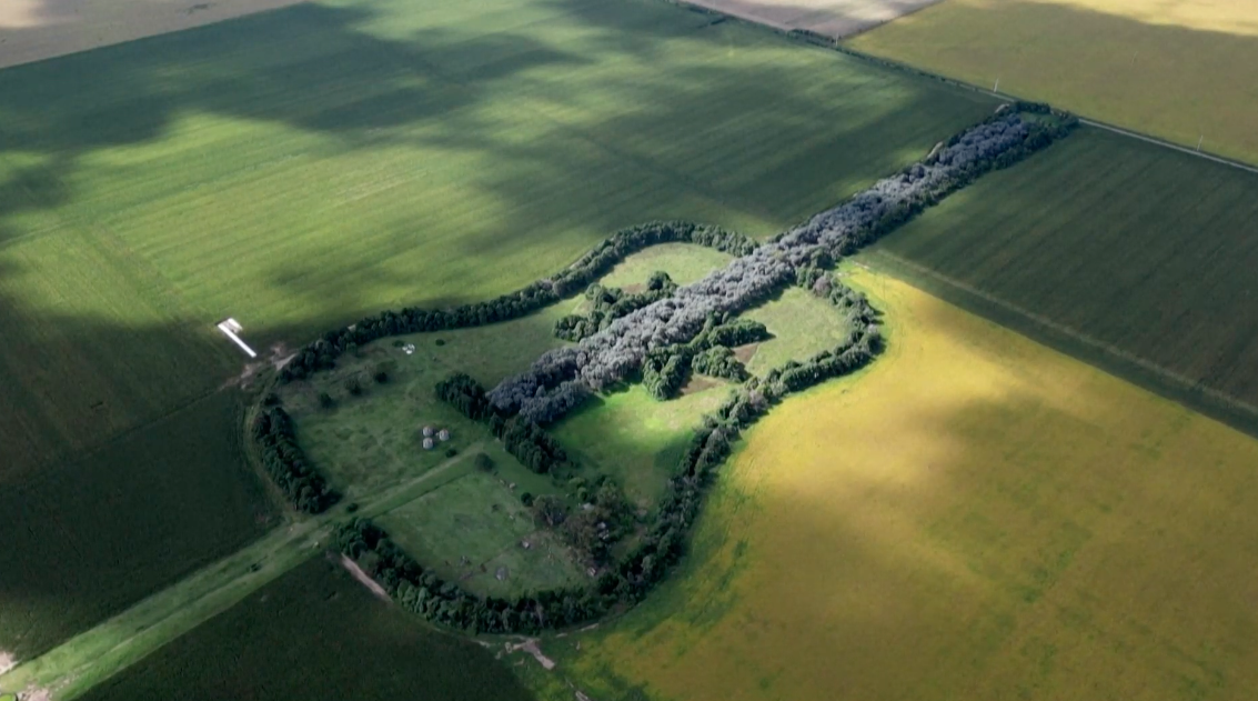 Una guitarra gigante hecha de árboles en Argentina