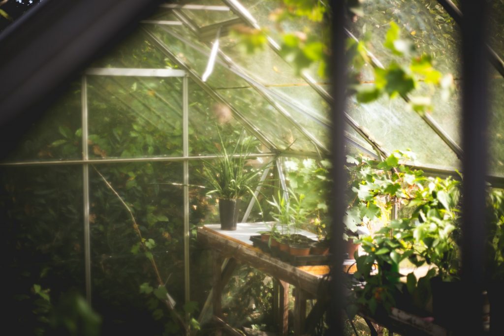 https___unsplash.com_es_fotos_plantas-en-maceta-en-un-invernadero-iluminado-por-el-sol-cVYLIzF6Gh0.jpg