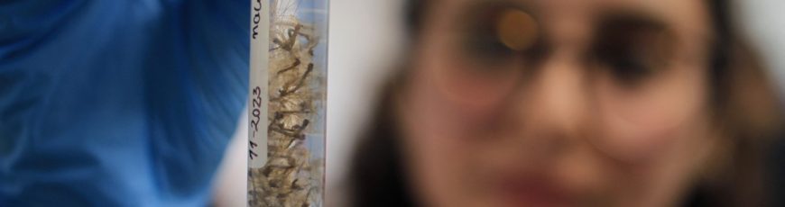 Moscas del Ártico colonizan cuevas de la Antártida y podrían alterar su ecosistema, según científicos
