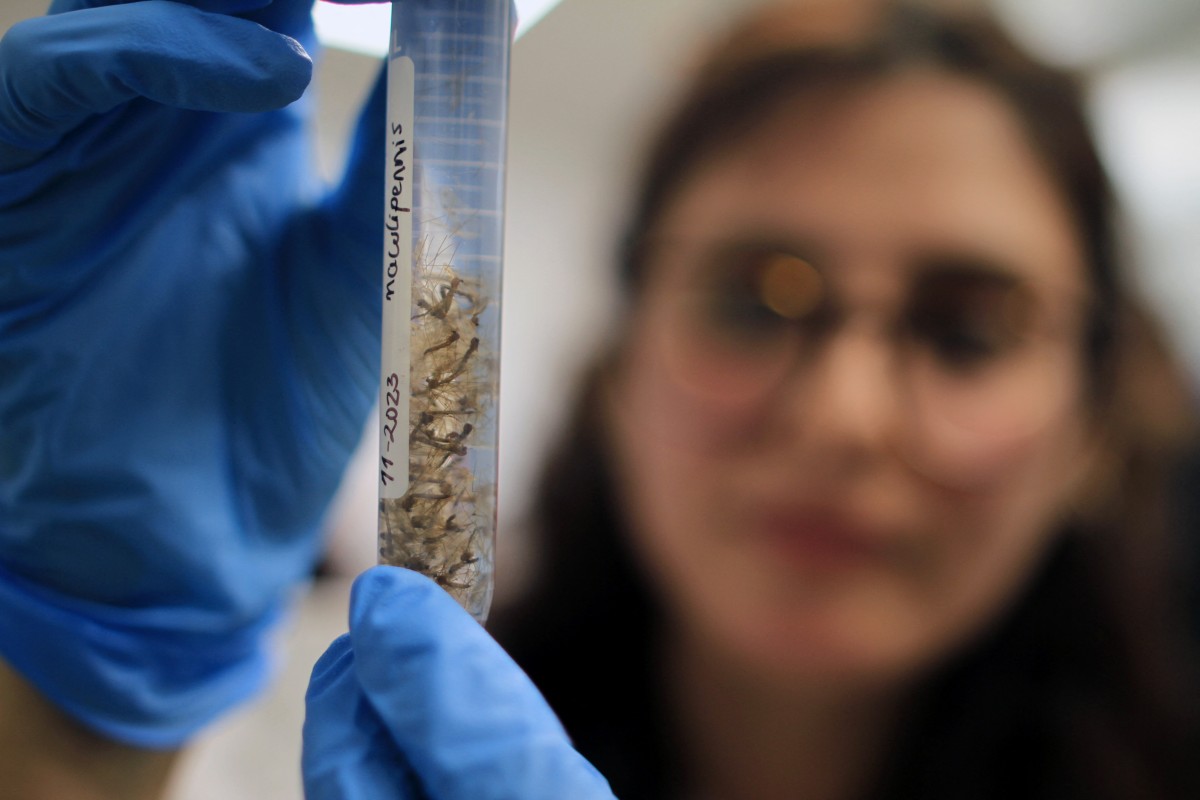 Moscas del Ártico colonizan cuevas de la Antártida y podrían alterar su ecosistema, según científicos