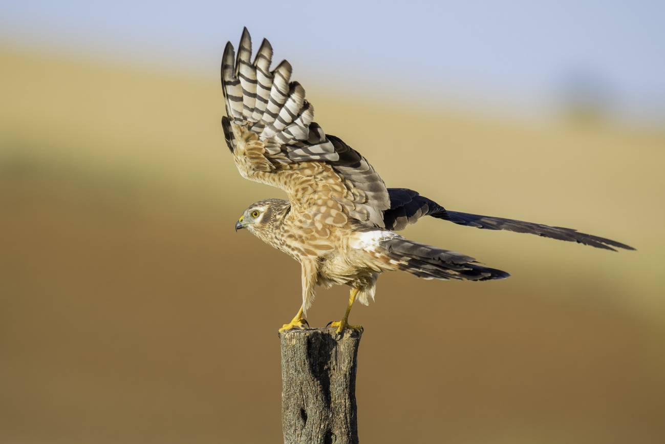 El aguilucho cenizo podría perder más de la mitad de su población en España en las próximas dos décadas