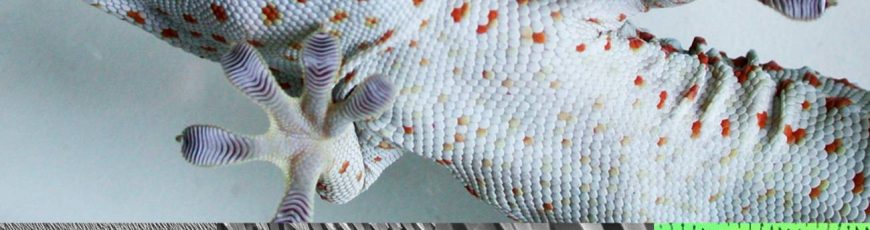 El secreto de los geckos para no deshidratarse está en su piel