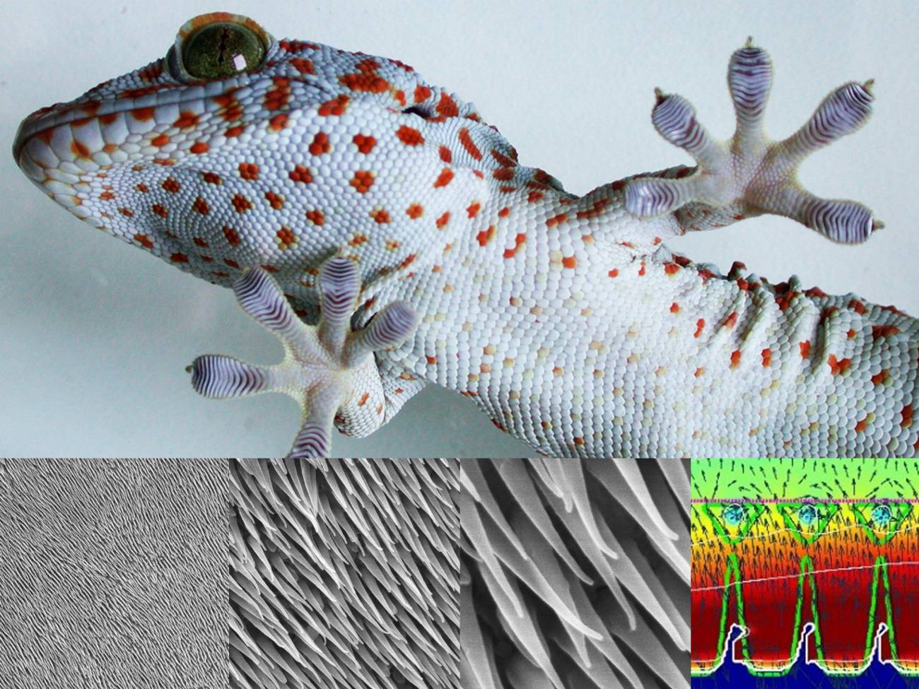 El secreto de los geckos para no deshidratarse está en su piel
