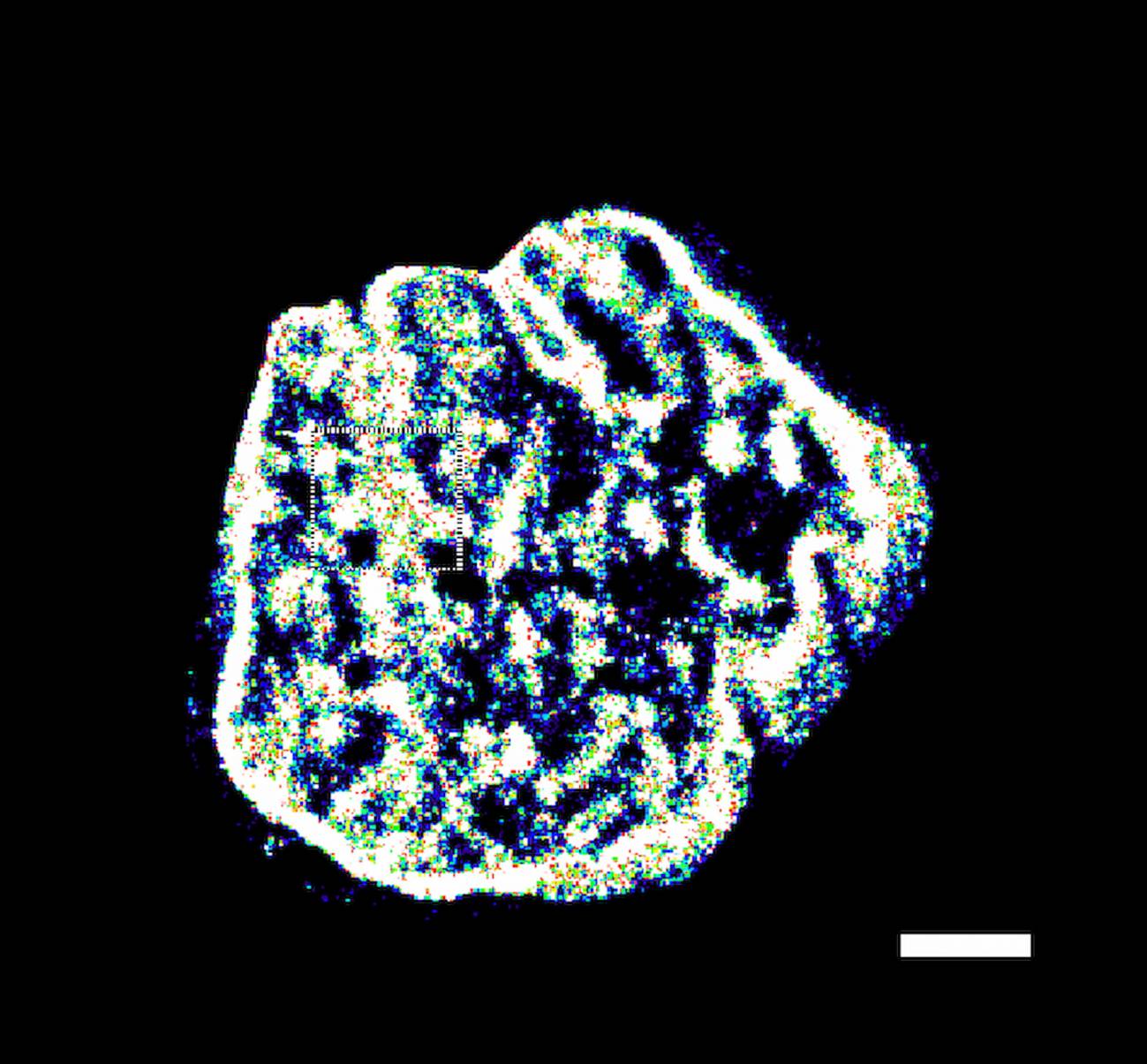 Sondas fluorescentes permiten obtener imágenes del ADN con una resolución insólita