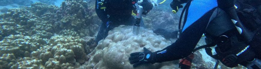 Un registro de 1 000 años en corales muestra una intensificación reciente de El Niño