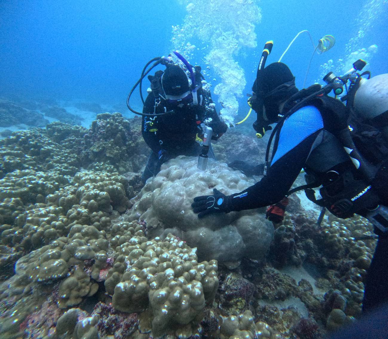 Un registro de 1 000 años en corales muestra una intensificación reciente de El Niño