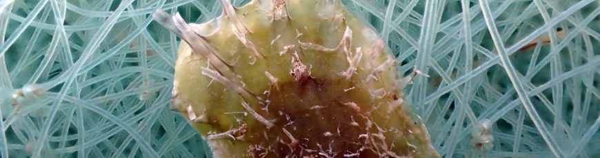 Una ostra invasora de origen tropical se expande por el Mediterráneo occidental