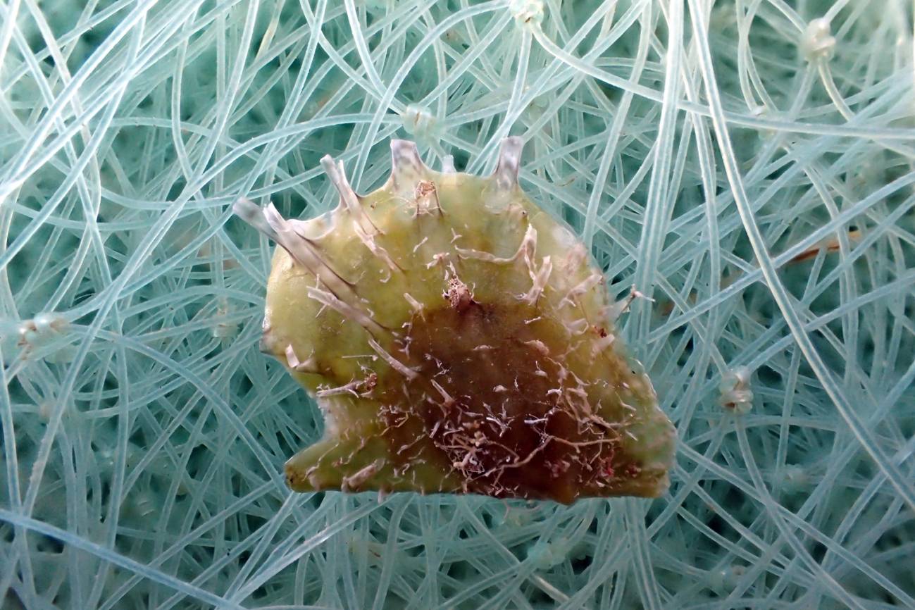 Una ostra invasora de origen tropical se expande por el Mediterráneo occidental