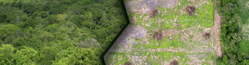 Bosques Alterados ¿Quiénes sobreviven entre cultivos y potreros?