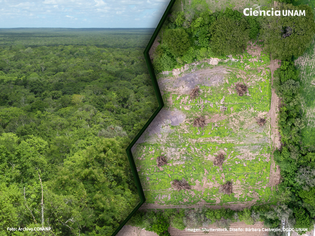 Bosques Alterados ¿Quiénes sobreviven entre cultivos y potreros?