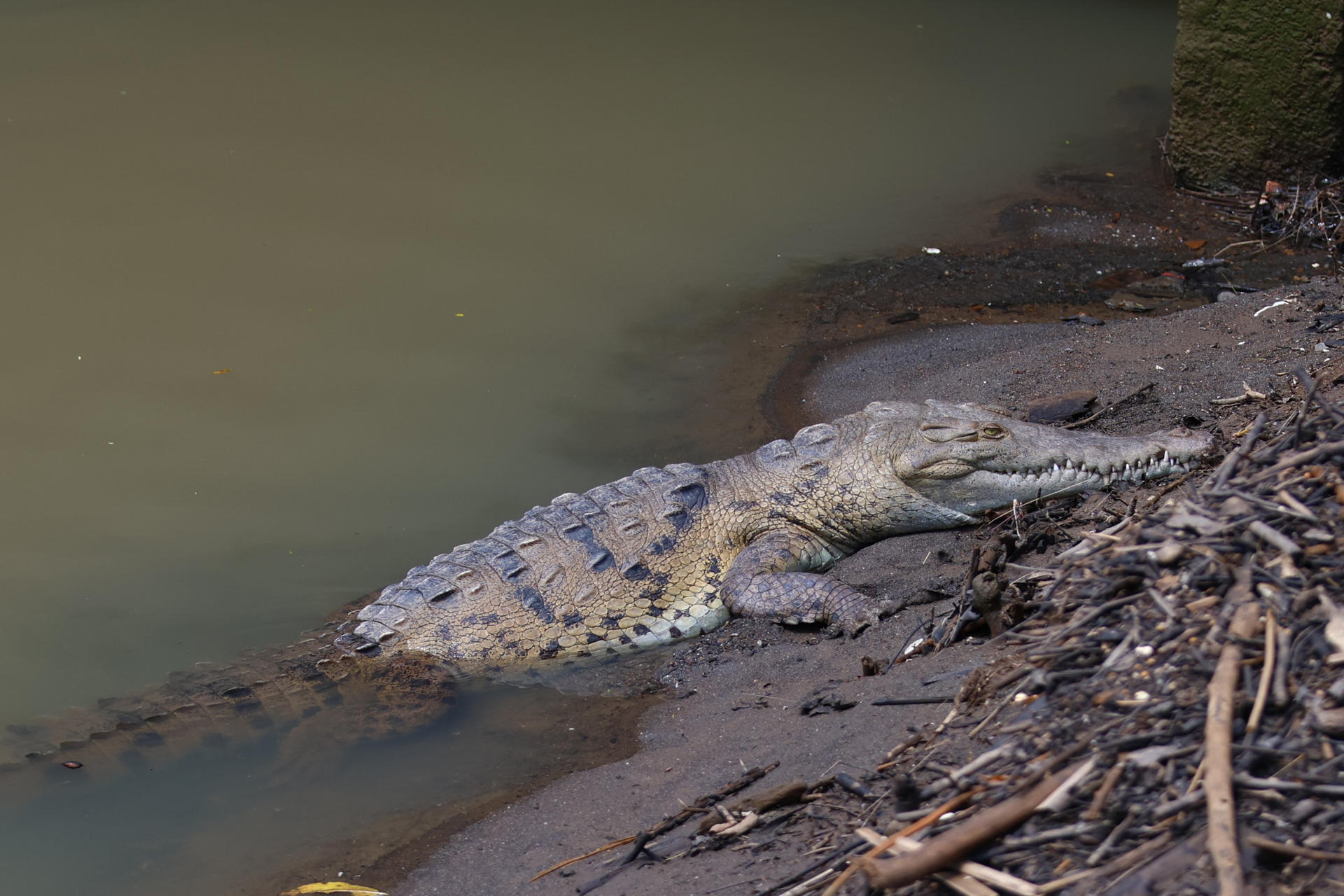 Entre calles y quebradas, los cocodrilos desafían el avance de la ciudad en Panamá