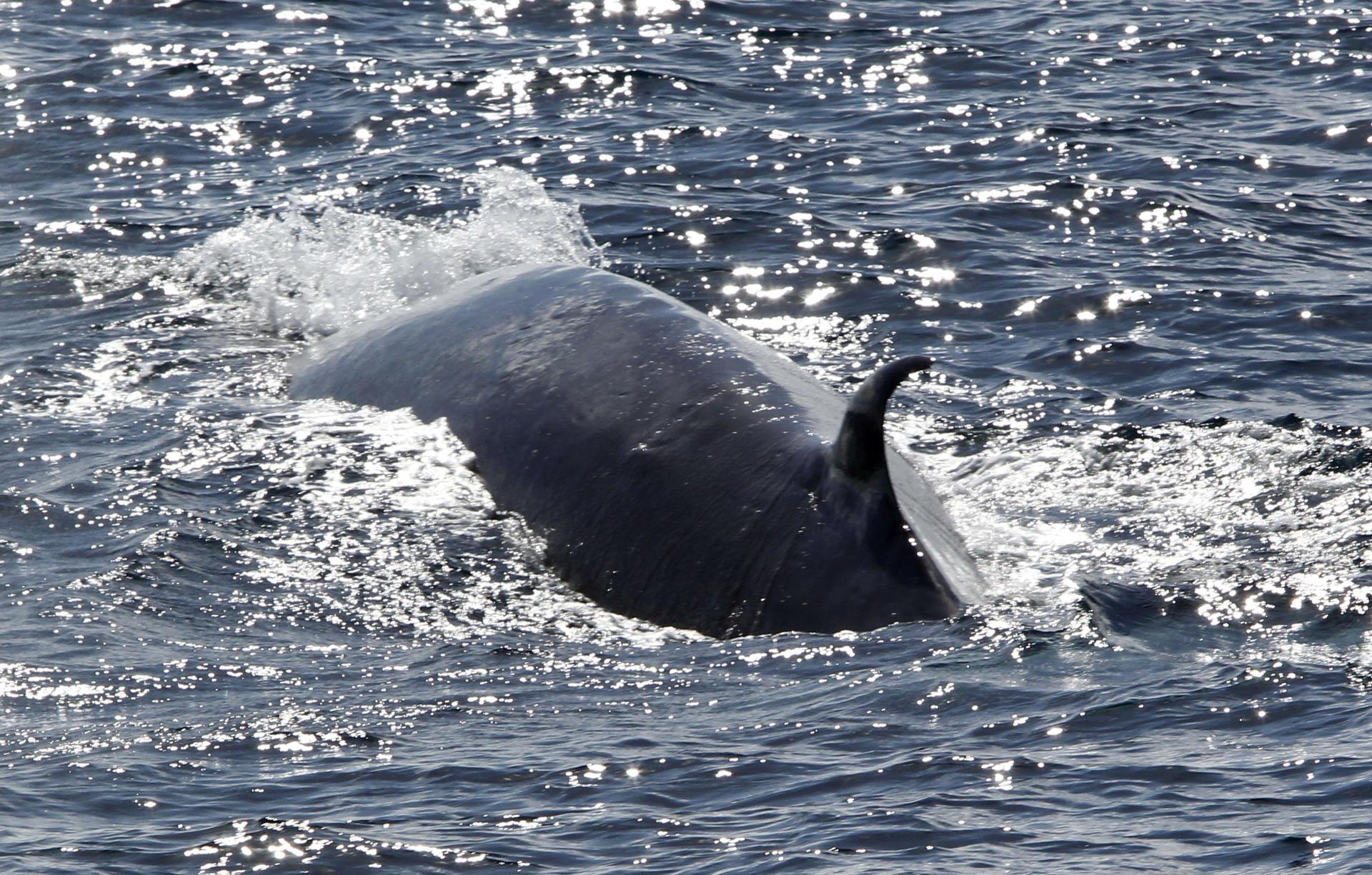 El calentamiento del Ártico atrae nuevas ballenas a Groenlandia y transforma su ecosistema
