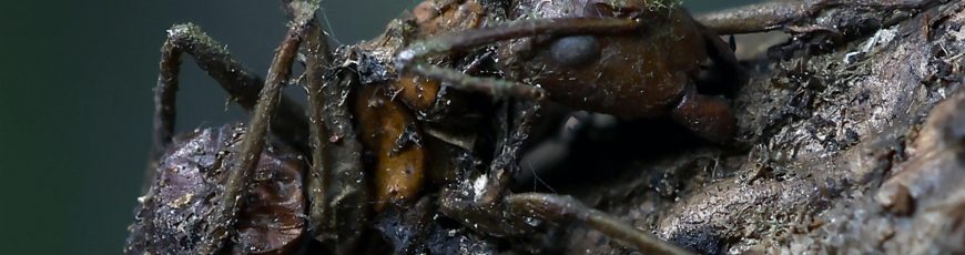Descubren en México seis “hongos zombis”, uno bautizado en honor a Guillermo del Toro
