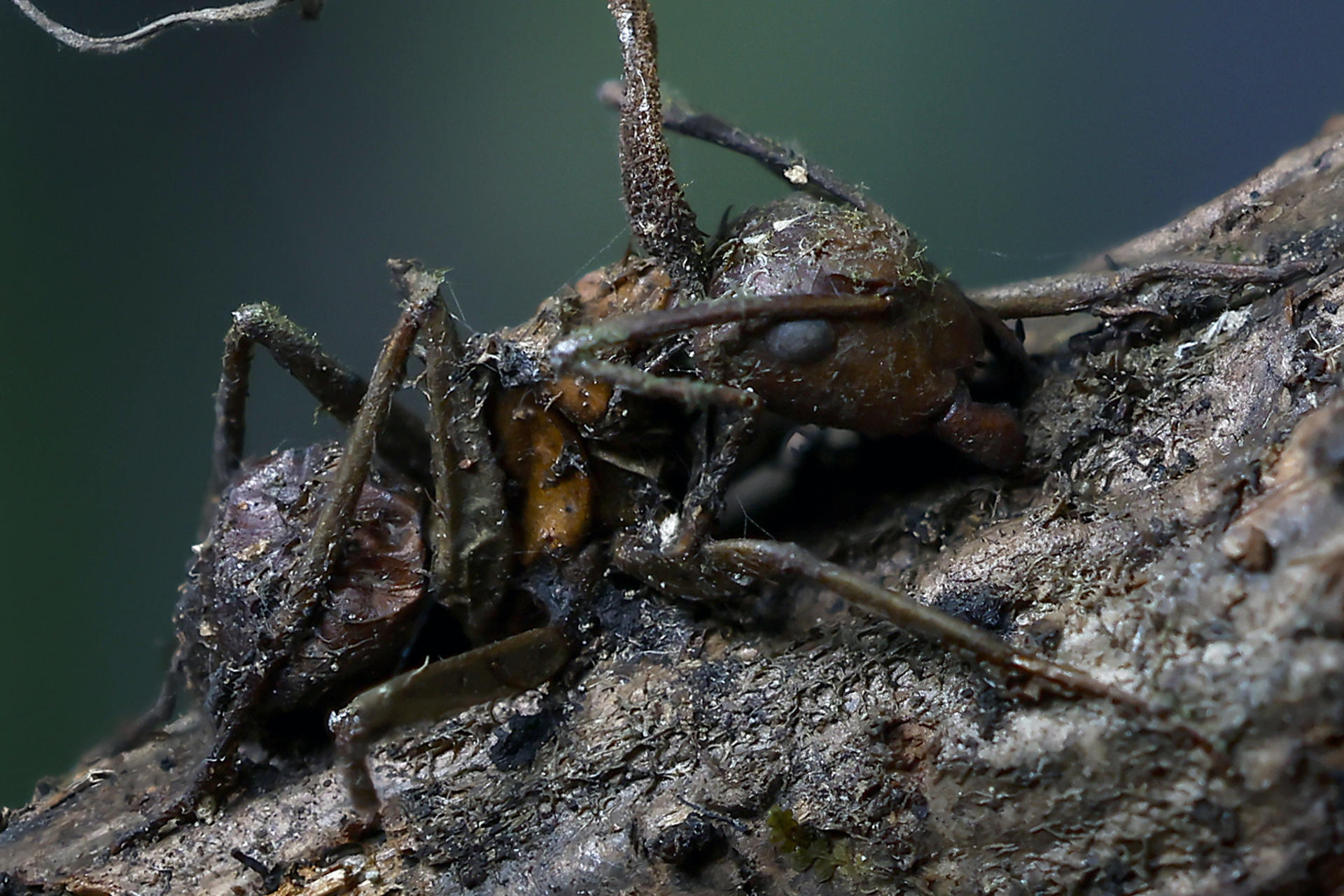 Descubren en México seis “hongos zombis”, uno bautizado en honor a Guillermo del Toro