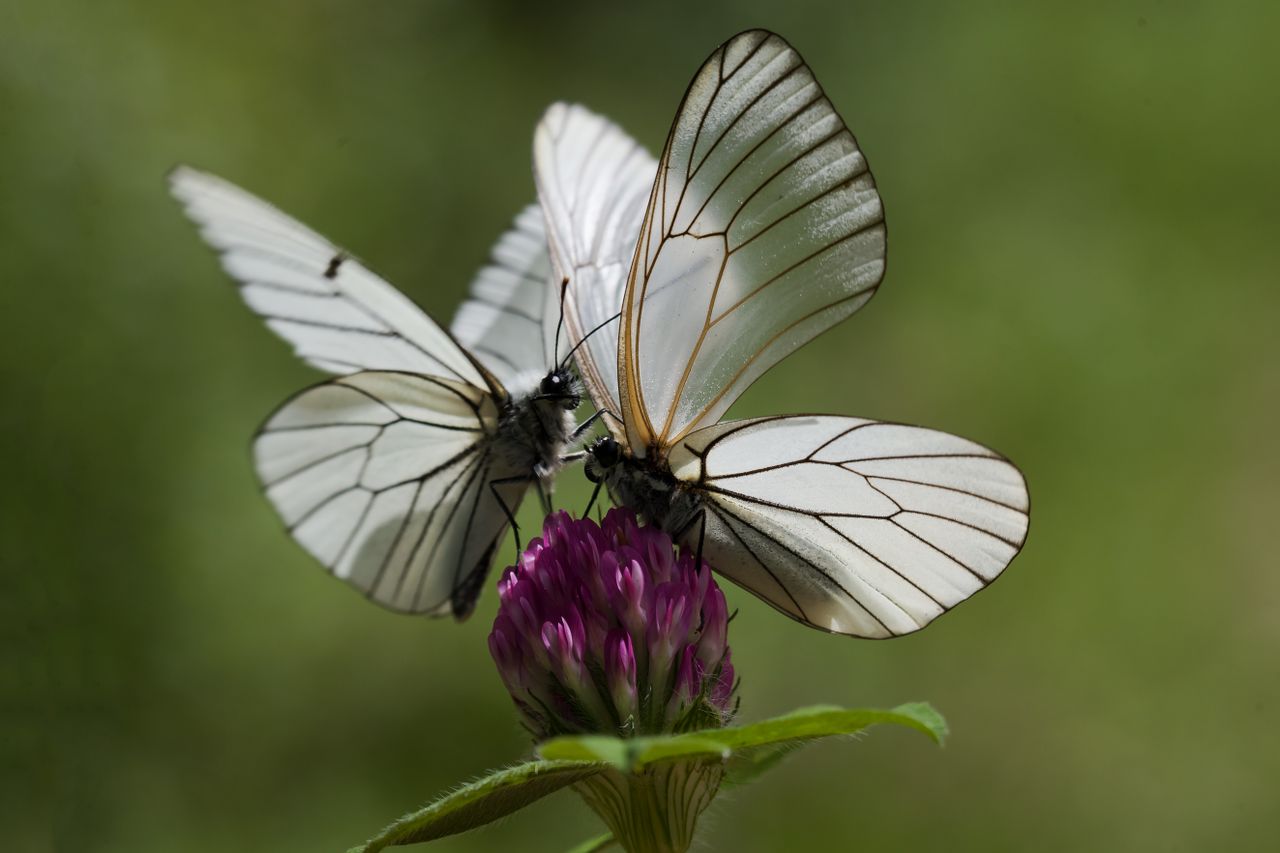 El clima redefine los territorios de las mariposas, advierte estudio
