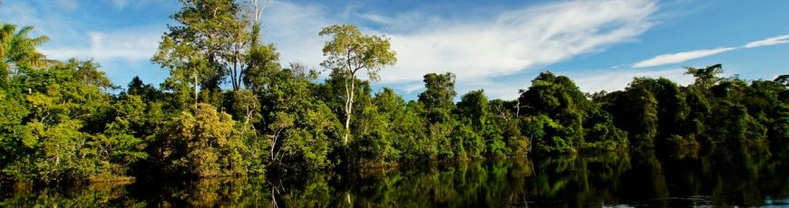 Pérdida de vegetación nativa aumenta vulnerabilidad de Brasil ante fenómenos climáticos extremos, revela estudio