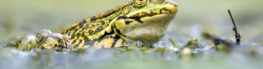 El iris de algunas ranas se oscurece cuando se deshidratan
