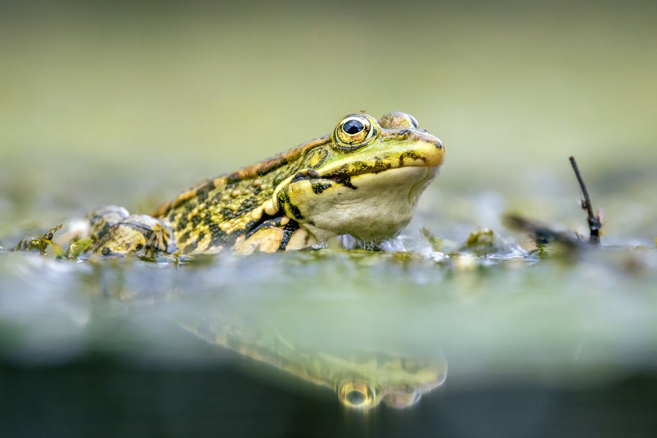 El iris de algunas ranas se oscurece cuando se deshidratan