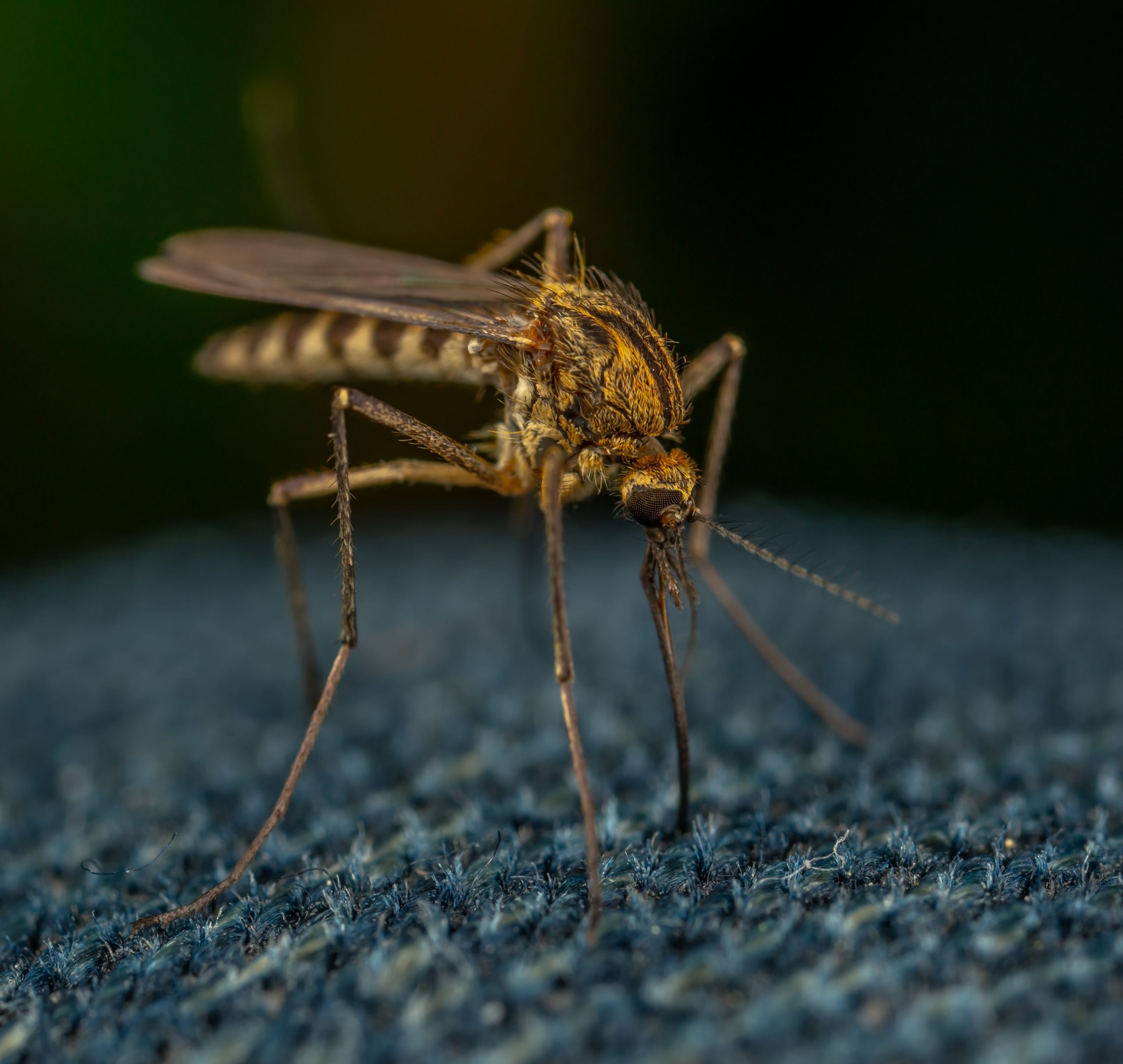 Los cazamosquitos que vigilan nuestra salud