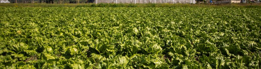 La apuesta de la UE por los drones para reducir pesticidas