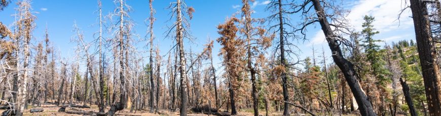 Las pérdidas por catástrofes naturales disminuyen, pero no ocultan su creciente riesgo