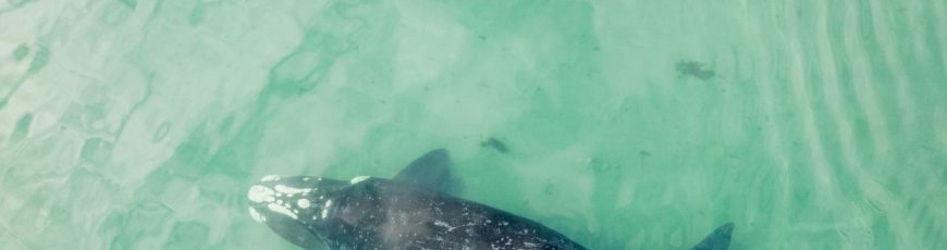Detectan canto de ballena que iría más rápido que el sonido
