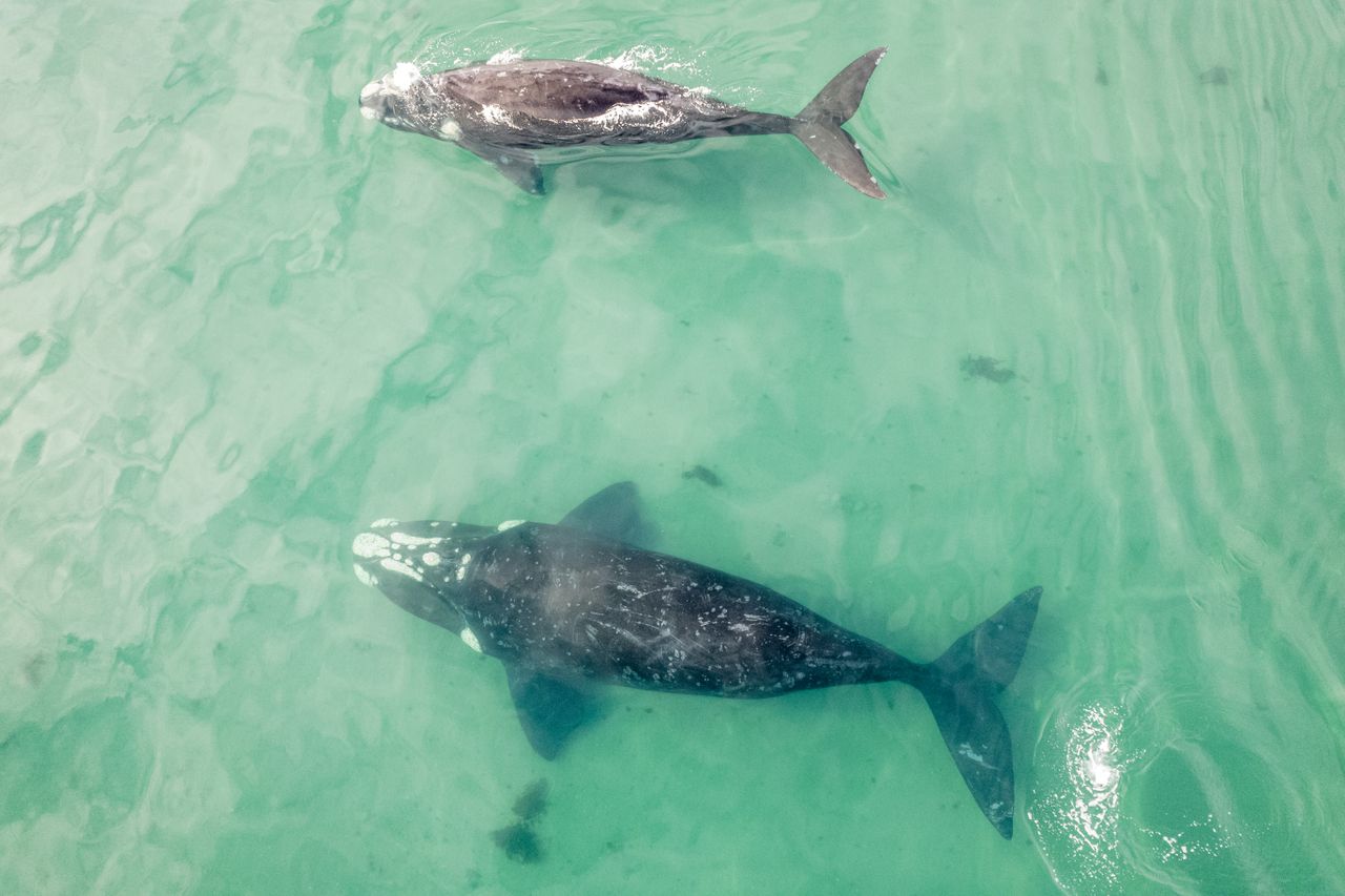 Detectan canto de ballena que iría más rápido que el sonido