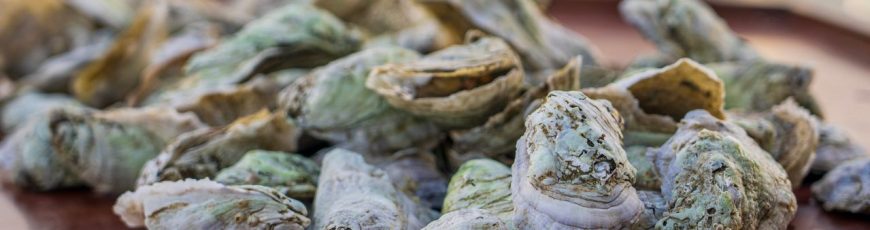 El cambio climático acaba con toneladas de ostras y mejillones en Japón y en Galicia