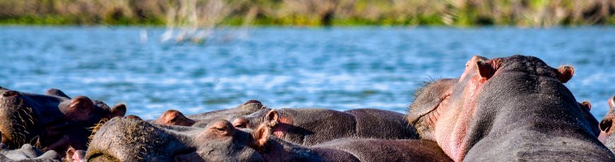 La falta de nuevas especies explica el declive de los grandes herbívoros africanos