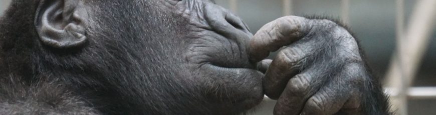 Las imágenes de animales creadas por IA, una amenaza para la fauna y los humanos