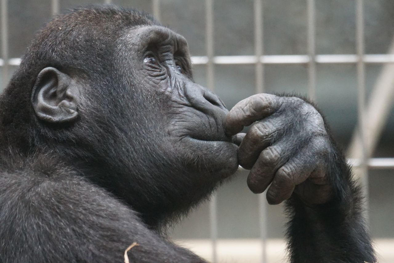 Las imágenes de animales creadas por IA, una amenaza para la fauna y los humanos