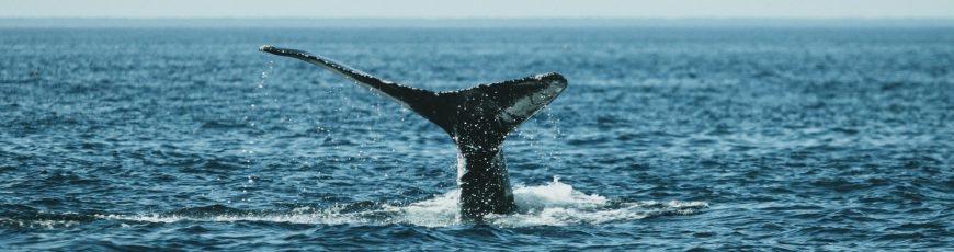 Ruido de embarcaciones afecta comunicación entre ballenas, aseguran expertos panameños
