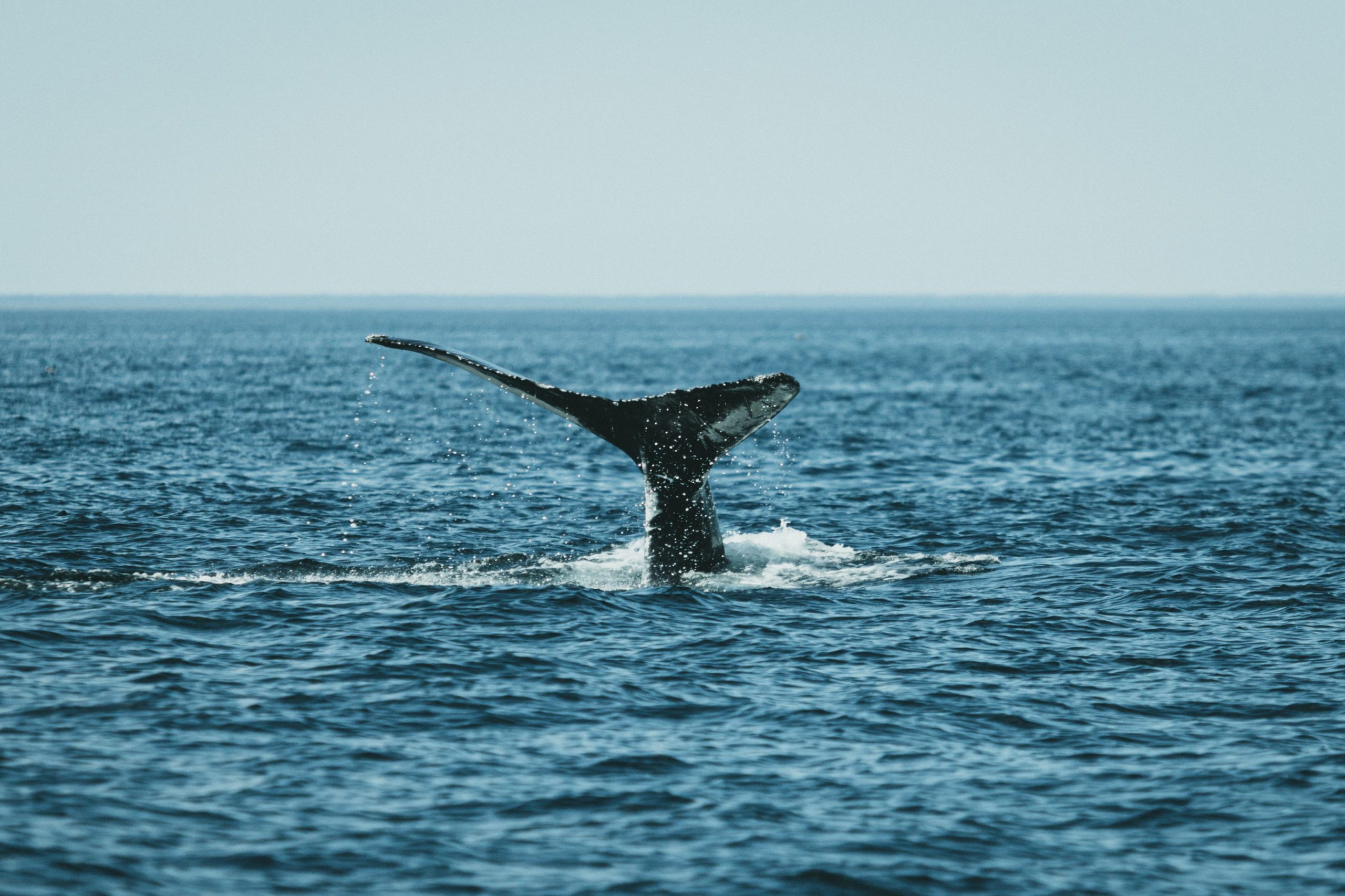 Ruido de embarcaciones afecta comunicación entre ballenas, aseguran expertos panameños