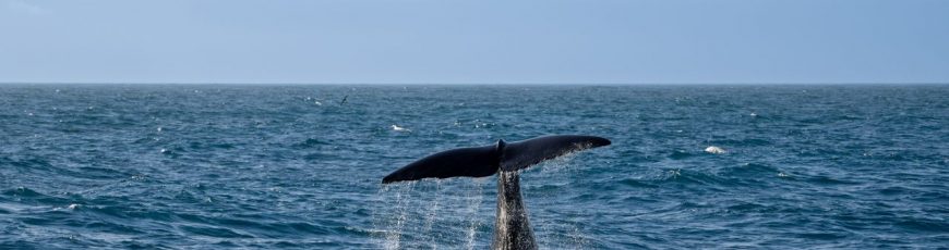De leyenda a multitud, el regreso de las ballenas jorobadas a Brasil