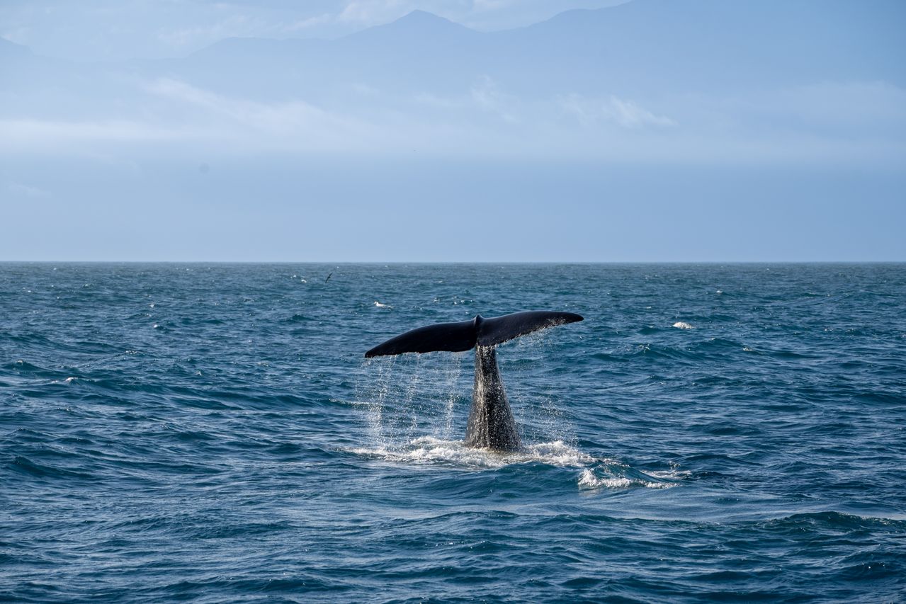 De leyenda a multitud, el regreso de las ballenas jorobadas a Brasil