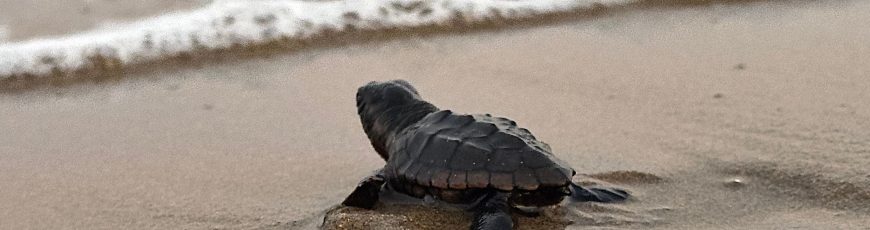 Nicaragua libera 3.321 tortugas paslama en el Pacífico, especie en peligro de extinción