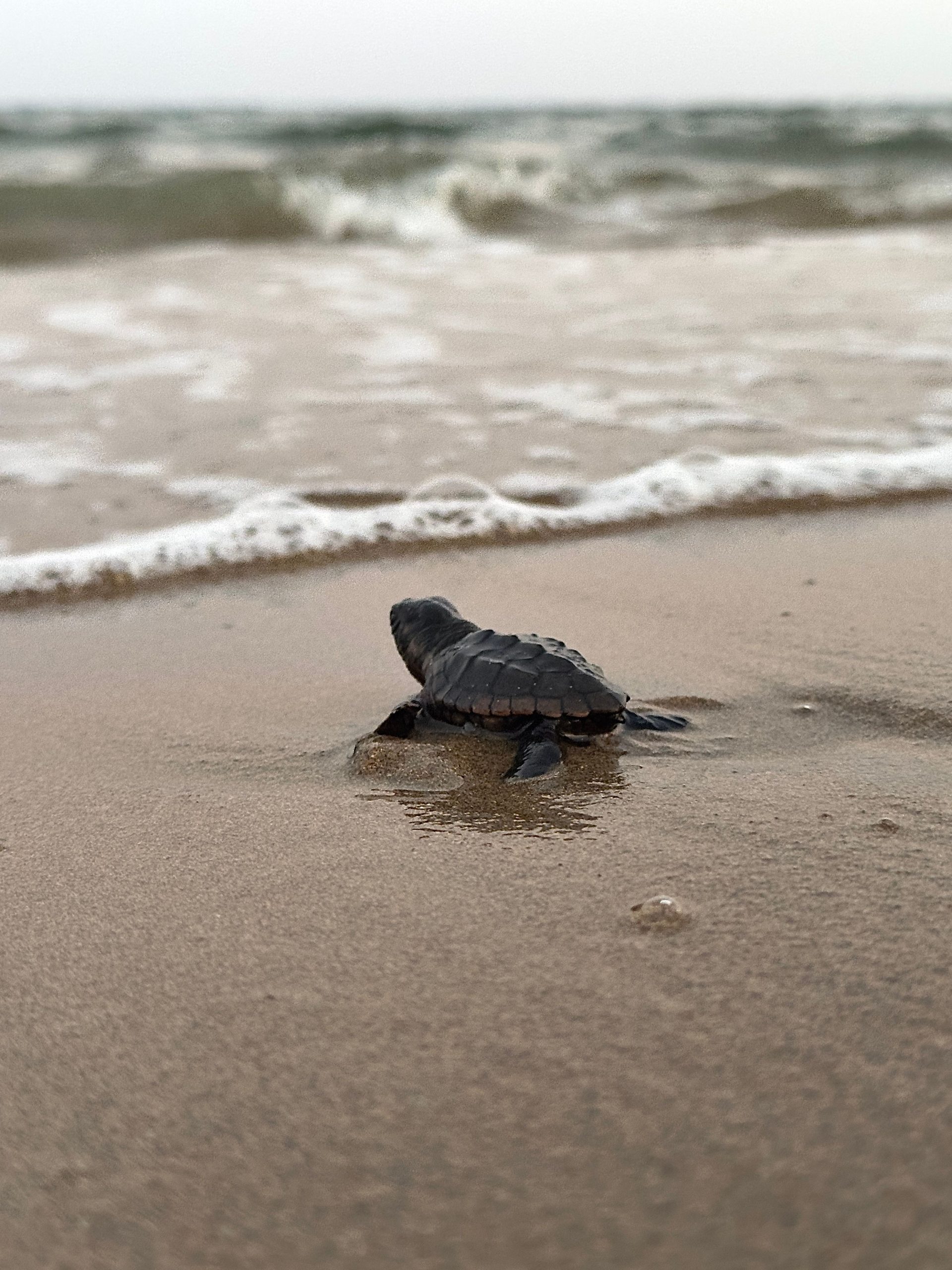 Nicaragua libera 3.321 tortugas paslama en el Pacífico, especie en peligro de extinción