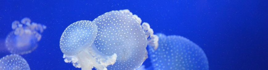 Medusas: un problema más allá de las picaduras