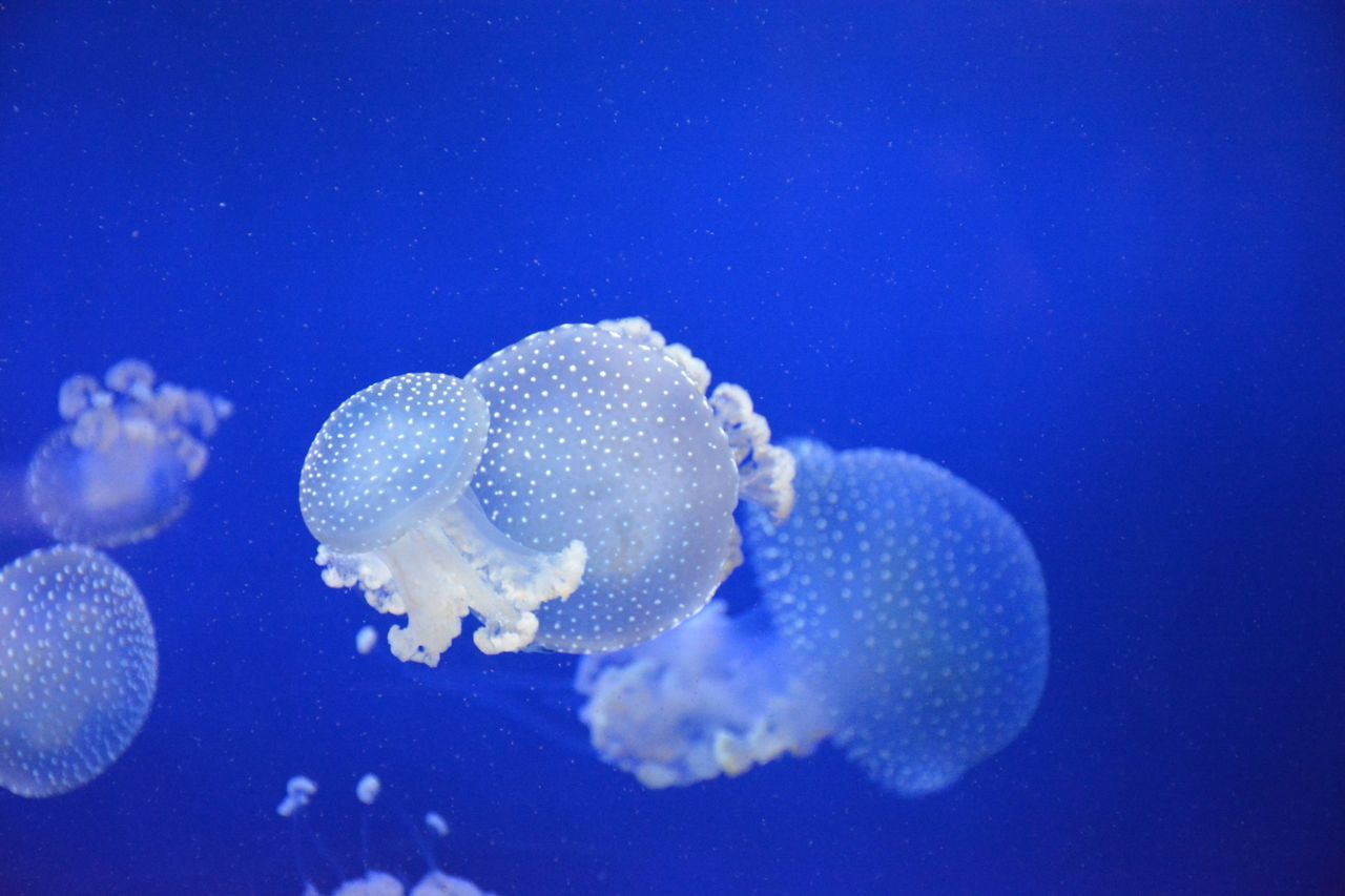 Medusas: un problema más allá de las picaduras